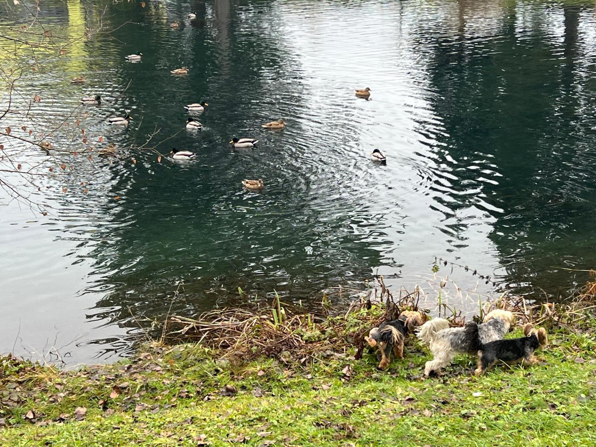 Feistritz ob Bleiburg Haus Am Fischteich 아파트 외부 사진
